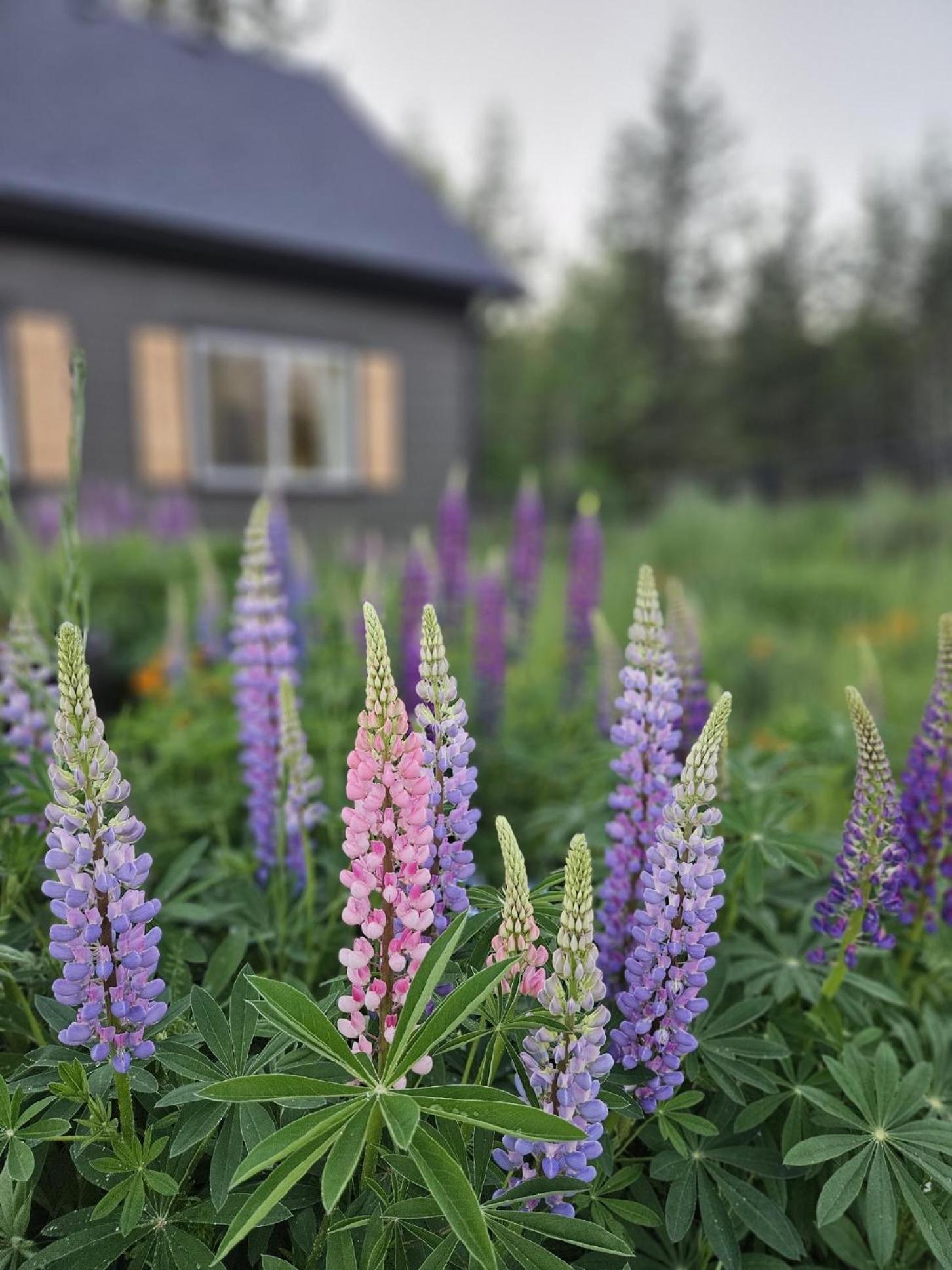 Stunning Mt Rainier Views!Tahoma Ridge Cottage Eatonville Exterior foto